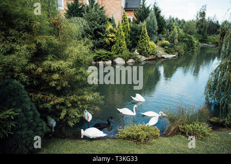 Schwarze und weiße Schwäne auf dem See Stockfoto