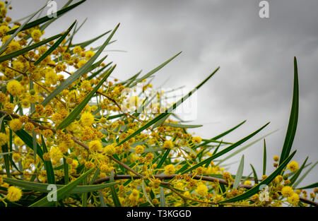 Gelben Akazien blühen im Sommer Stockfoto