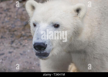 Bild der Fang eines wilden Tieres Polar Bear Stockfoto