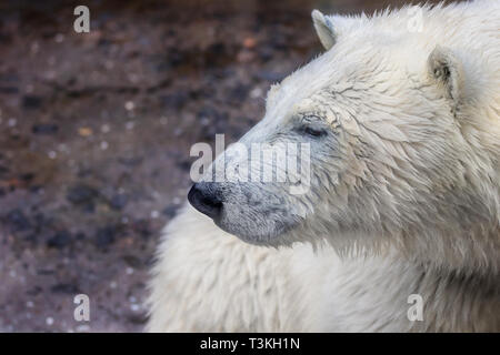 Bild der Fang eines wilden Tieres Polar Bear Stockfoto