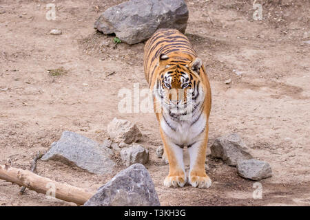 Bild wilde große Tier nach gestreifte Tiger Stockfoto