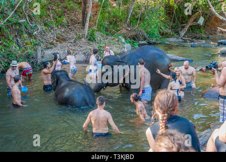 Chiang Mai, Thailand - Nov 2015: Gruppe der jungen Reisenden Waschen und Baden mit Elefanten im Fluss in Elephant Sanctuary Stockfoto