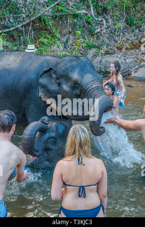 Chiang Mai, Thailand - Nov 2015: Gruppe der jungen Reisenden Waschen und Baden mit Elefanten im Fluss in Elephant Sanctuary Stockfoto