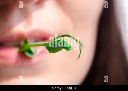 Frisches Grün sprießen die gekeimten Samen der Erbsen in den Mund eines Mädchens. Stockfoto