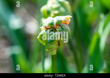 Eine Knospe von Tulip' Apricot Parrot' (Tulipa 'Apricot Parrot') Stockfoto