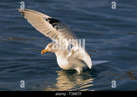 Europäische Silbermöwe (Larus argentatus) im Flug Landung auf dem Wasser des Atlantischen Ozeans, Island Stockfoto