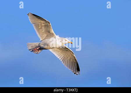Europäische Silbermöwe (Larus argentatus) im Flug gegen den blauen Himmel, Island Stockfoto