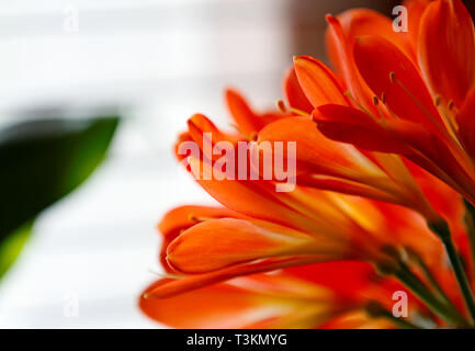 Schöne clivia blühend mit vielen kleinen orangen Blüten in einem Fenster Stockfoto