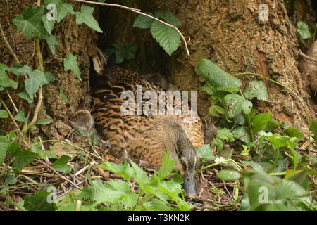 Wilde weibliche Stockente sitzen auf Eier an der Unterseite eines Baums in Wasserwerken Tal. Jersey CI. Sicher, da gibt es keine großen Raubtiere auf der Insel. Stockfoto