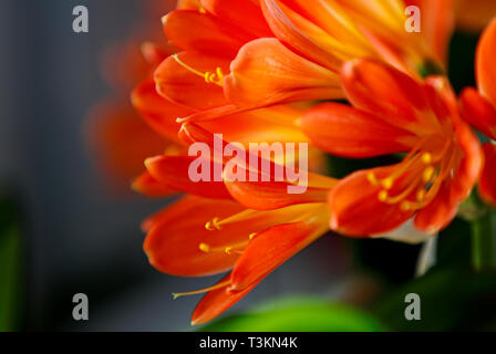 Schöne clivia blühend mit vielen kleinen orangen Blüten in einem Fenster Stockfoto