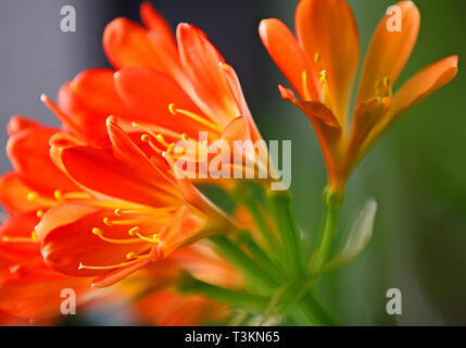 Schöne clivia blühend mit vielen kleinen orangen Blüten in einem Fenster Stockfoto