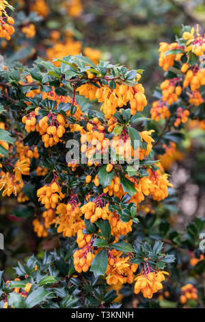 Nahaufnahme von Berberis darwinii, die im April in einem englischen Garten blüht, England, Großbritannien Stockfoto