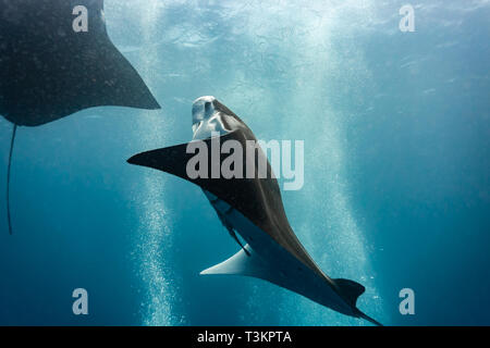 Mantarochen, Mobula alfredi, steigt durch eine Wolke aus Blasen auf Stockfoto