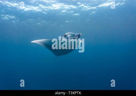 Nahaufnahme von der Unterseite der riesigen ozeanischen Mantas, Manta birostris, in Palau Stockfoto