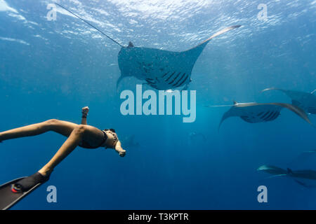 Freie Taucher schwimmt unter Schule der riesigen ozeanischen Mantas, Manta birostris, in Palau Stockfoto