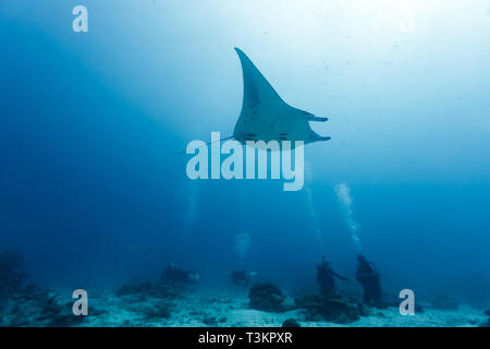 Riesigen ozeanischen Manta Ray gleitet durch den Ozean überqueren Sie unter der Gruppe der Taucher Stockfoto