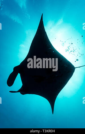 Silhouette der riesigen ozeanischen Mantas, Manta birostris, underbelly Stockfoto