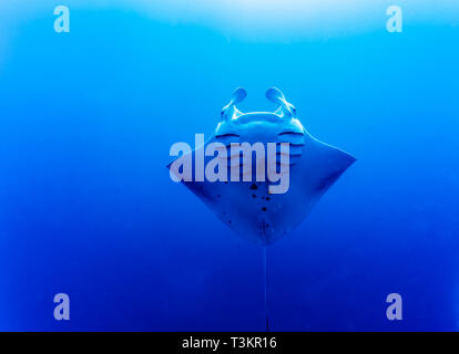 Nahaufnahme des riesigen ozeanischen Mantas, Manta birostris, Unterseite in Palau, Schwanz streaming hinter Stockfoto