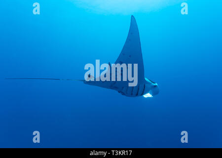 Nahaufnahme des riesigen ozeanischen Mantas, Manta birostris, in Palau, Schwanz streaming hinter Stockfoto