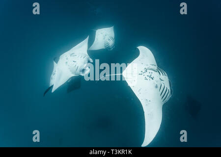 Nahaufnahme von 4 der riesigen ozeanischen Mantas, Manta birostris, in Palau Stockfoto