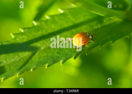 Ein farbiges Licht Asiatischer Marienkäfer (coccinellidae) auf einem Garten Pflanze. Stockfoto