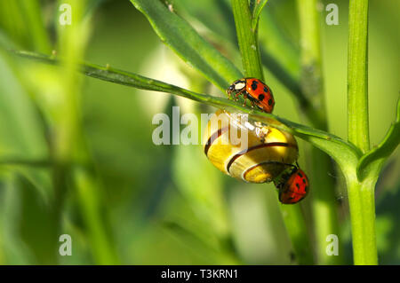 Zwei Asian Lady Käfer (Coccinellidae) mit einer Grove- oder Braunlippschnecke (Cepaea nemoralis) auf einem Pflanzenblatt im Garten. Stockfoto