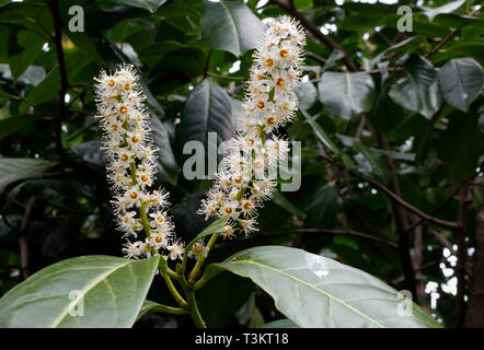 Blumen des Evergreen Portugiesischen Laurelbaums - Prunus lusitanica Portugal Lorbeerbaum Stockfoto