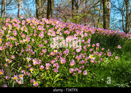 Lila Wunder, Tulpen, Tulipa Saxatilis Lilac Wonder, in einer natürlichen Umgebung unter Bäumen im Keukenhof Niederlande. Stockfoto