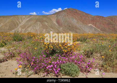 Sand Verbena & Sonnenblumen, Coyote Canyon, Anza-Borrego Desert State Park, Borrego Springs, Kalifornien, USA Stockfoto