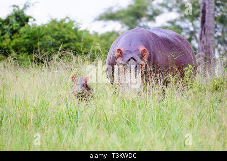 Hippopotamus und ihr Kalb versteckt im hohen Gras Malawi Stockfoto