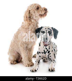 Dalmatiner Hund und Lagotto Romagnolo vor weißem Hintergrund Stockfoto
