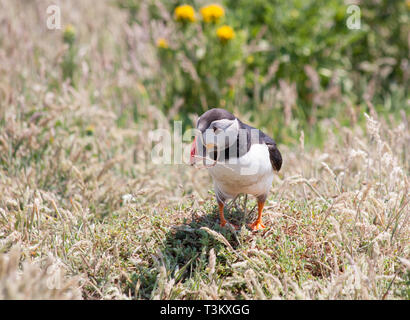 Nesting puffins auf der Insel Skomer Cornwall Stockfoto