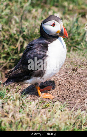 Nesting puffins auf der Insel Skomer Cornwall Stockfoto