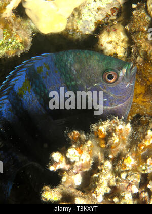 Scissortail sergeant Fisch. (Abudefduf sexfasciatus) Stockfoto