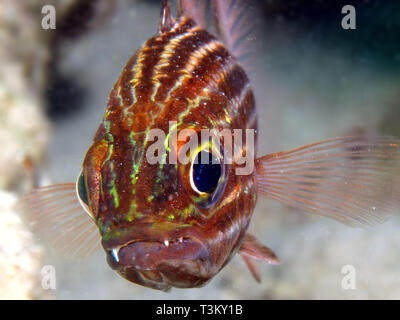 Tiger cardinalfish (cheilodipterus macrodon). Im Roten Meer, Ägypten. Stockfoto