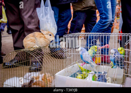 Zierpflanzen home Haustiere, Wellensittiche und Zwergkaninchen in Käfigen zum Verkauf an einen Flohmarkt. Stockfoto