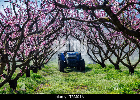 Bauer mit Traktor mit einem Luftstoß Feldspritze mit einem chemischen Insektizid oder Fungizid im Obstgarten von Pfirsichbäumen in Nordgriechenland Stockfoto