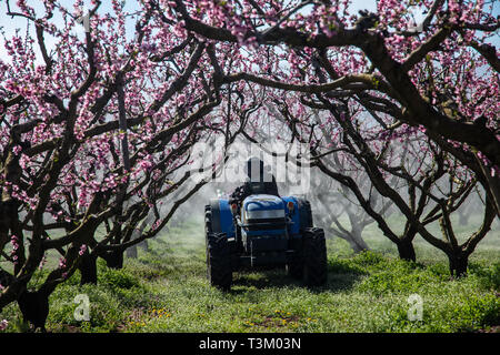 Bauer mit Traktor mit einem Luftstoß Feldspritze mit einem chemischen Insektizid oder Fungizid im Obstgarten von Pfirsichbäumen in Nordgriechenland Stockfoto