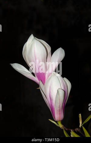 Blühende Magnolien, Berlin, Deutschland Stockfoto