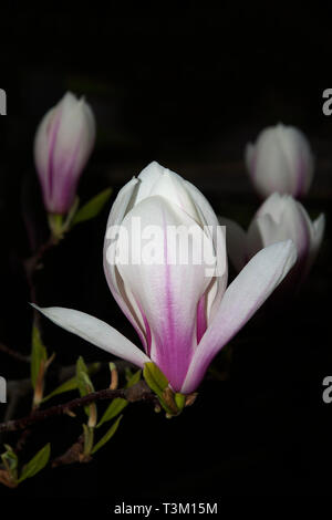 Blühende Magnolien, Berlin, Deutschland Stockfoto
