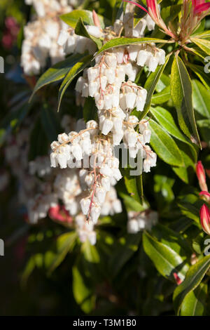 Glockenförmige Blüten der Strauch Pieris japonica Wald Flamme. Stockfoto