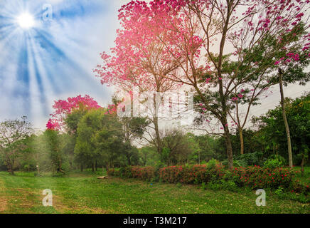 Blühende lapacho Bäume in Paraguay - Illustrativ bearbeitet Stockfoto