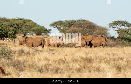 Eine Gruppe von White Rhino im südlichen afrikanischen Savanne Stockfoto