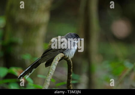 Malaysische Pied Fantail (Rhipidura Javanica) im Wald Stockfoto