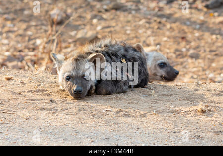 Eine Tüpfelhyäne pup im südlichen afrikanischen Savanne Stockfoto