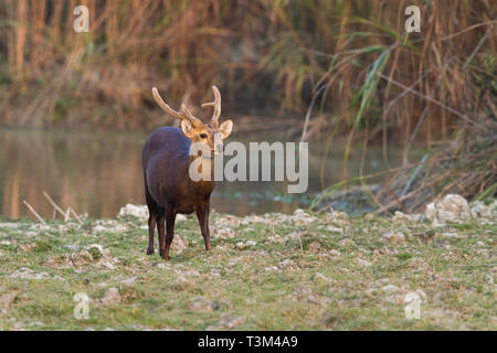 Indische hog Rotwild oder Hyelaphus porcinus im Kaziranga National Park Assam Indien Stockfoto