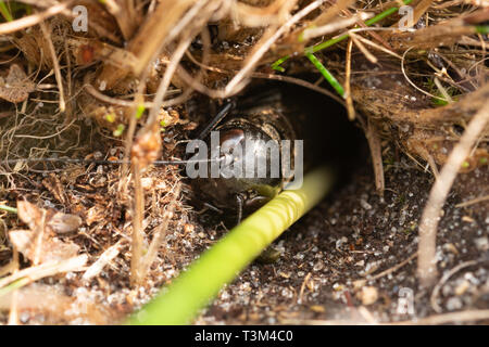 Feld Cricket (Gryllus campestris) Nymphe, eine seltene Insektenarten in Großbritannien, überredet aus seiner Höhle für eine Translokation Conservation Project, Stockfoto