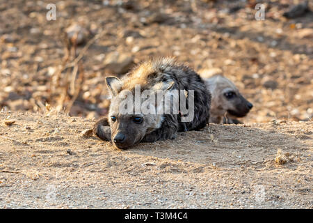 Eine Tüpfelhyäne pup im südlichen afrikanischen Savanne Stockfoto