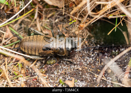 Feld Cricket (Gryllus campestris) Nymphe, einer seltenen, gefährdeten Arten flugunfähige Insekten in Großbritannien, West Sussex, UK, in der Nähe seiner Höhle Stockfoto