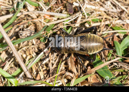 Feld Cricket (Gryllus campestris) Nymphe, einer seltenen, gefährdeten Arten flugunfähige Insekten in Großbritannien, West Sussex, Großbritannien Stockfoto